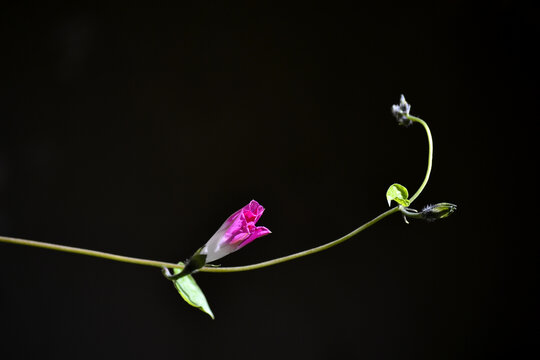 牵牛花