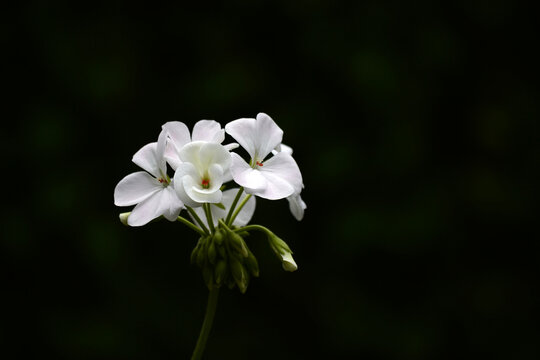 白绣球花