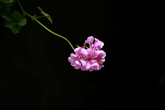 粉绣球花