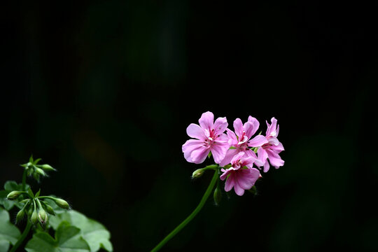 粉绣球花