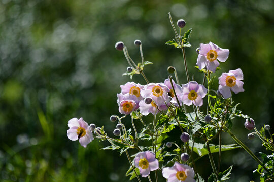 野棉花