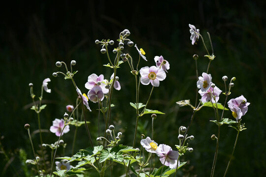 野棉花