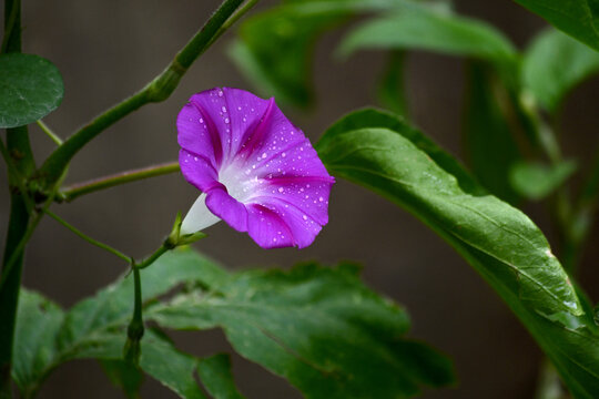 牵牛花