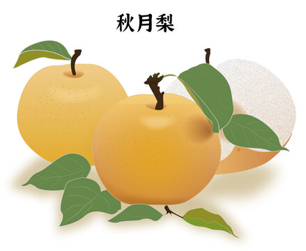 秋月梨插畫矢量手繪