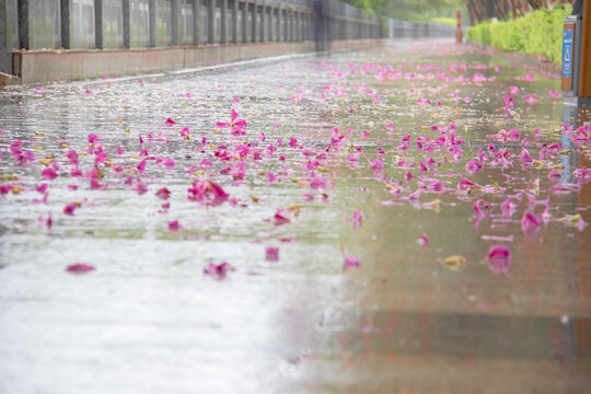 低视角雨后铺满紫荆花的路面