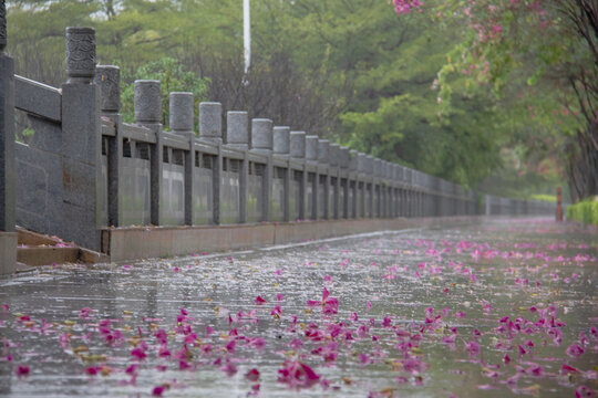 雨雾天铺满紫荆花的路面