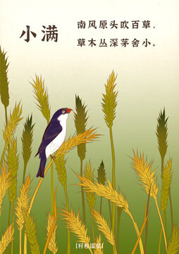 二十四節(jié)氣小滿