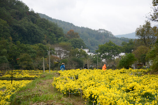 徽州皇菊