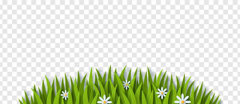剪纸风弧形草地与菊花背景