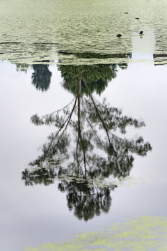 池塘小景