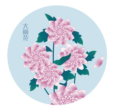 大麗花矢量