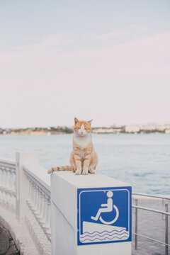 海边的橘猫