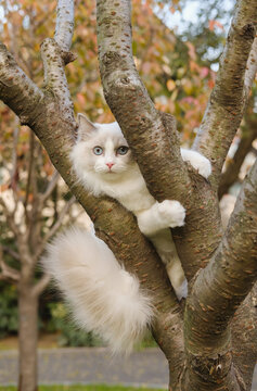 吊在树上的白色狮子猫