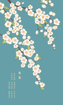梨花圖