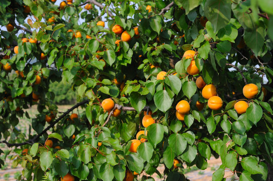树上的杏