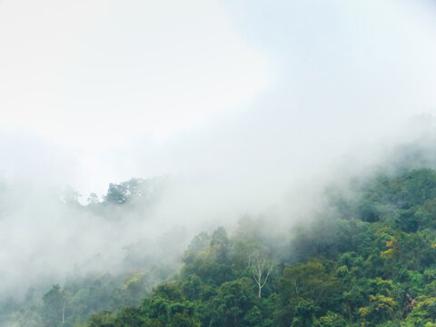 哀牢山雨林