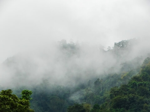 哀牢山雨林