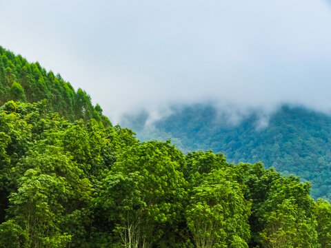 哀牢山植被