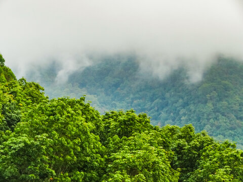 哀牢山雨林