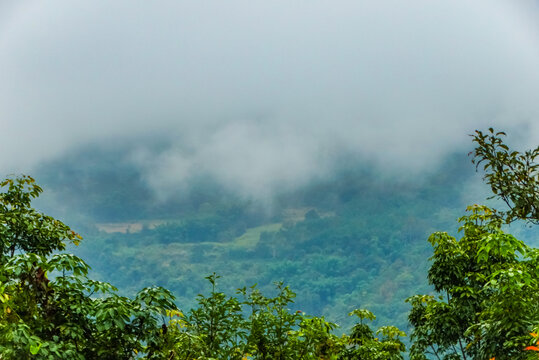 哀牢山雨林