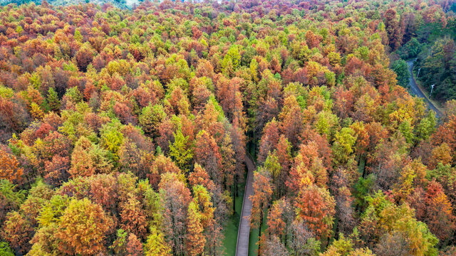 紅色水杉森林