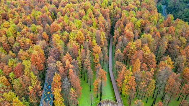 冬季紅色水杉