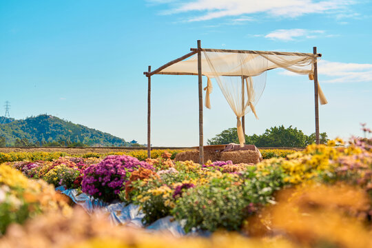 菊花背景