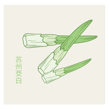 卡通蘇州茭白