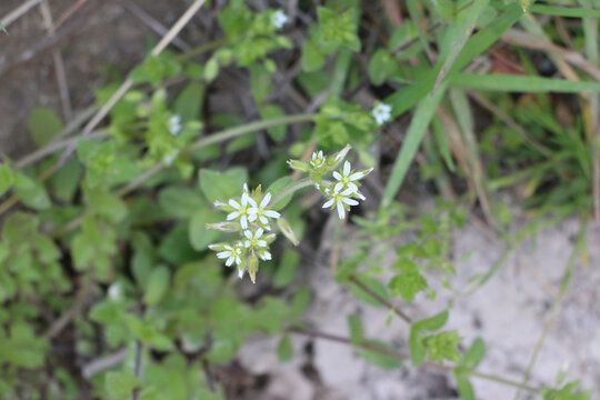 小野花