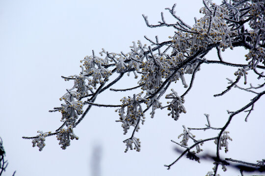 安陆白兆山雪景