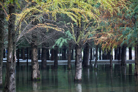 芜湖市江东水生态公园红杉林