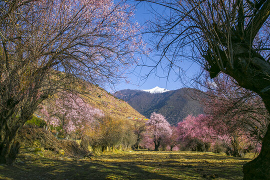 西藏林芝桃花节