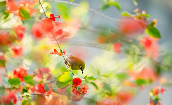 花鸟图