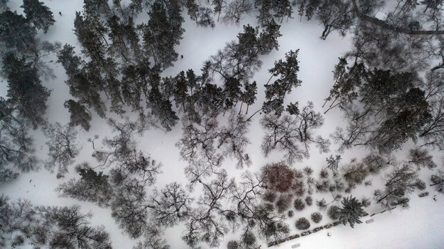 鹤城林海雪原