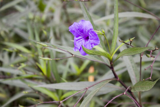 蓝花草