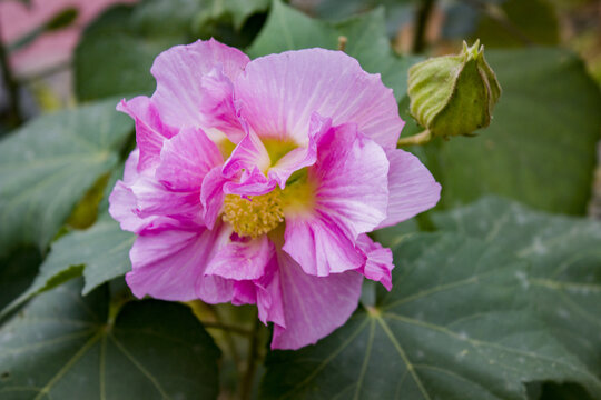 木芙蓉花