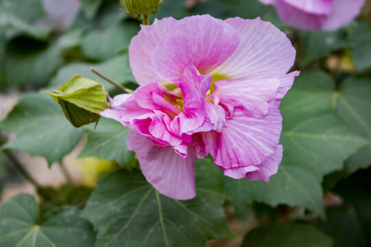 木芙蓉花