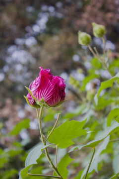 木芙蓉