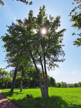 树和阳光