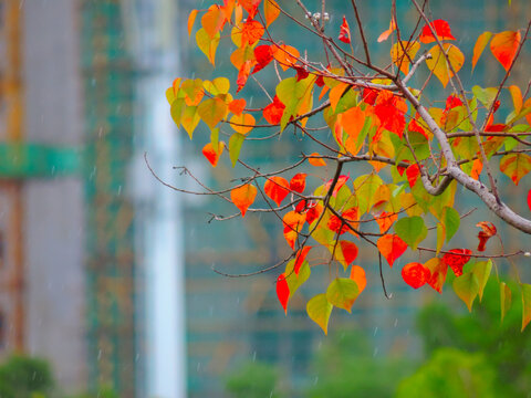 雨中红叶