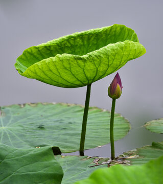 荷护呵护