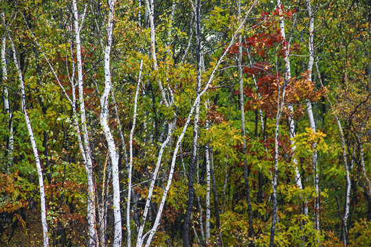 秋季树林白桦树