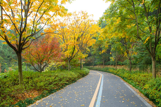 临平山绿道秋景