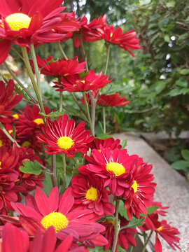 红色荷兰菊