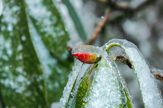 冬日冰雪下的鲜花绿草