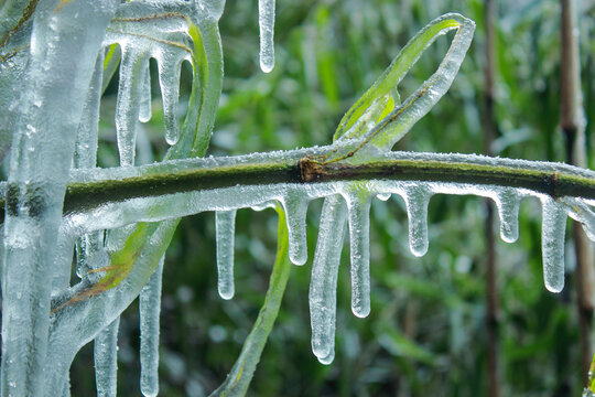 冬日冰雪下的翠竹唯美