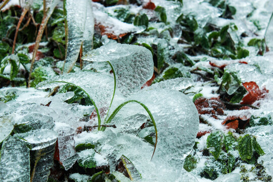 冬日冰雪下的鲜花绿草