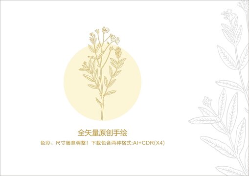羅布麻手繪羅布麻插畫