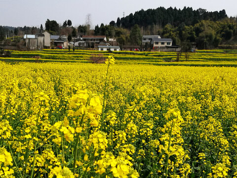 油菜花