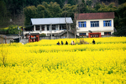 农家田园